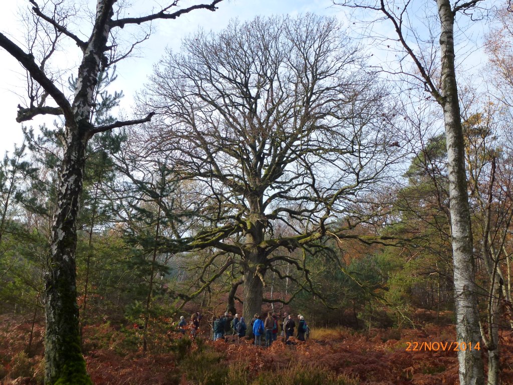 L'ancien de la Claye   Chêne sessile 001
